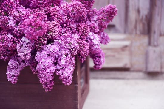 canva purple lilac flowers in wooden box on porch MAD QvccaYc