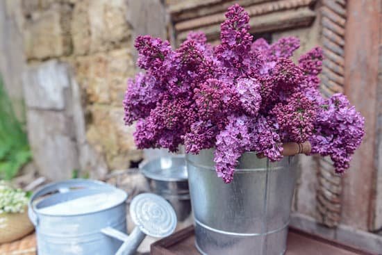 canva purple lilac in metal bucket on porch MAD QsT5 Es
