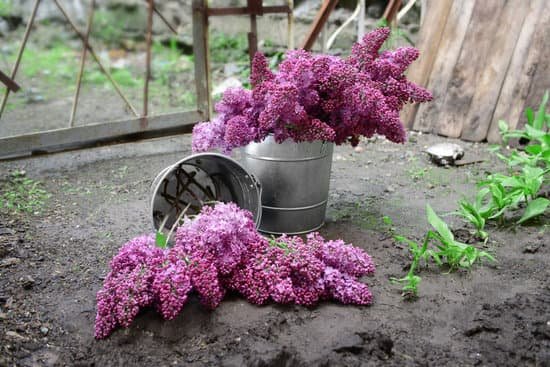 canva purple lilac in metal bucket outdoor MAD QnBleYE