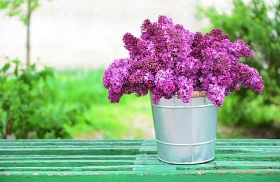 canva purple lilac on green bench MAD QjRUz4k