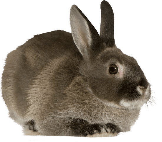 canva rabbit MAASsZDTaYg