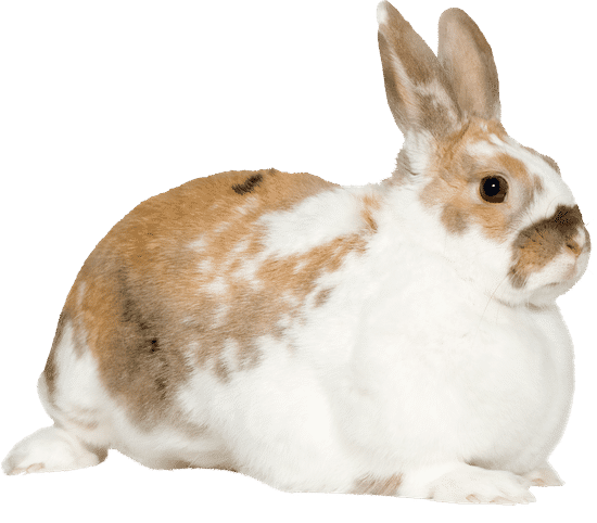 canva rabbit MAASsa hURs
