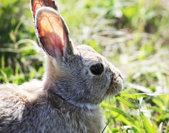 canva rabbit MAAUi0DMW1k