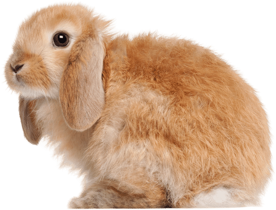 canva rabbit against white background