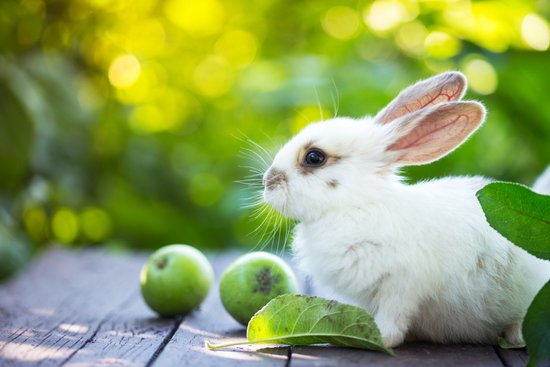 canva rabbit and apple MADJ0BFpI7U