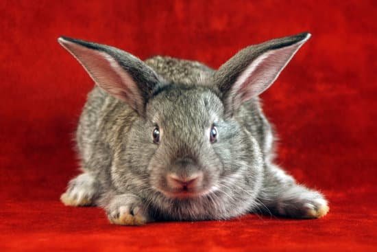 canva rabbit animal pet on background MACylVnDHt0