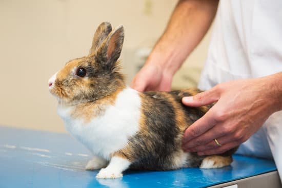 canva rabbit at the veterinarian MACt IVnBVg
