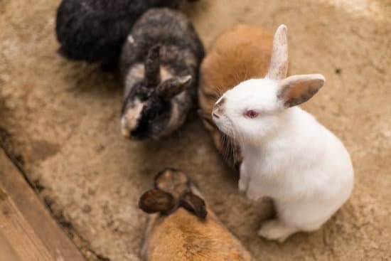 canva rabbit cage MACc2uz5MII Copy