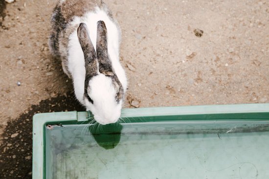 canva rabbit drink water in zoo MADFrjjuUiI