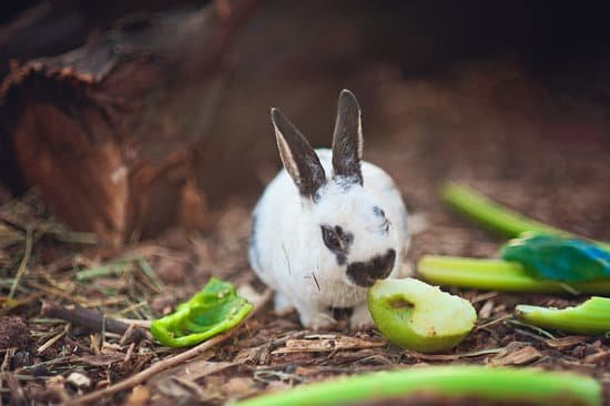 canva rabbit eating apple MADb3OCE9TI Copy