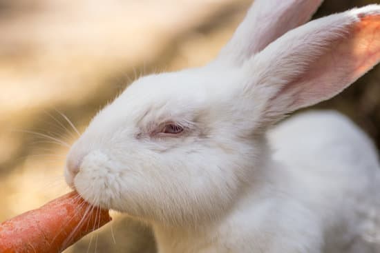 canva rabbit eating carrot