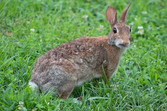 canva rabbit eating grass MAEmka6rPug