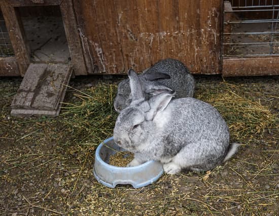 canva rabbit farm with fluffy rabbits on the background of straw bedding MAEWRBzJrrI