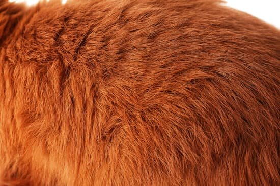 canva rabbit fur closeup MAD TrHWEF4 Copy