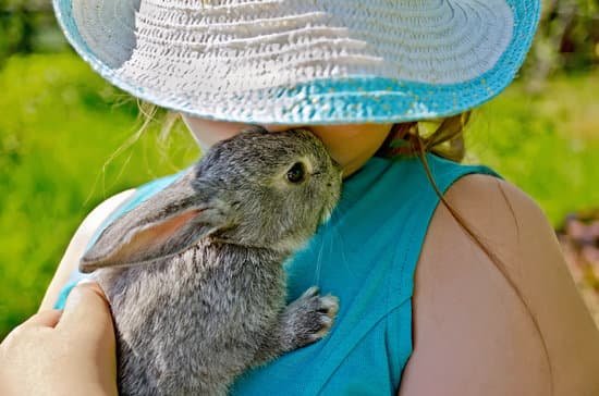 canva rabbit gray on hands of girl MABh4uG zKQ Copy