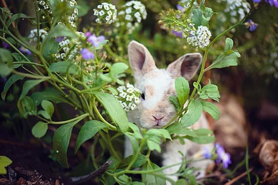 canva rabbit hiding behind plant MADb3Mu6LdI Copy