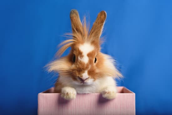 canva rabbit in a pink box on blue background