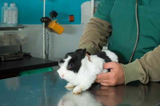 canva rabbit in a veterinary office MAA3 dYp20Q Copy