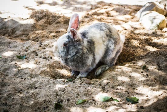 canva rabbit in a zoo park MAC3CSJWQMs Copy