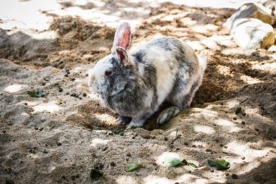 canva rabbit in a zoo park MAC3CSJWQMs