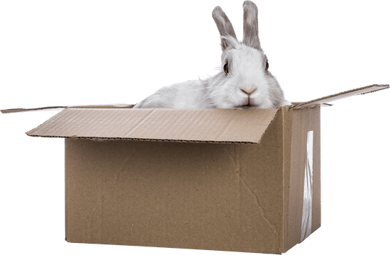 canva rabbit in carton box on transparent background MADvvSE q8c Copy