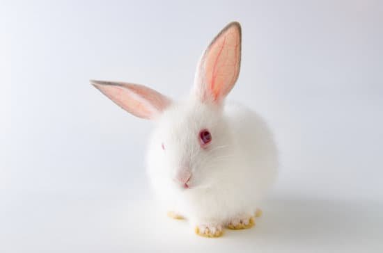 canva rabbit in easter animal concept MACst WSPFE Copy