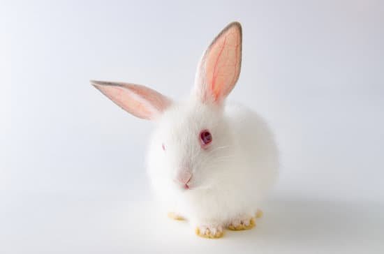 canva rabbit in easter animal concept MACst WSPFE