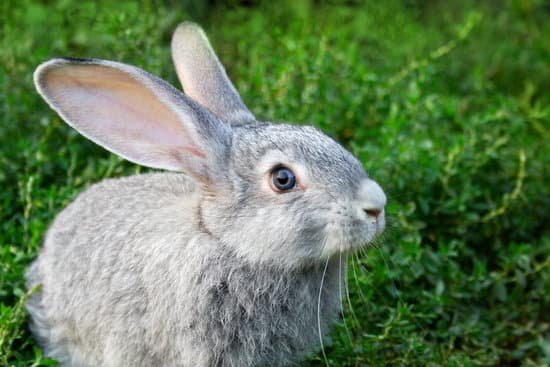 canva rabbit in grass MABSsuXjmnM Copy