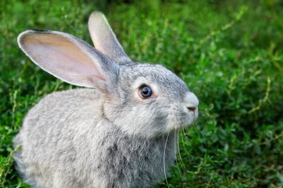 canva rabbit in grass MABSsuXjmnM