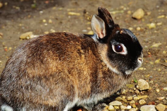 canva rabbit in nature MADQ5YRCsNY Copy