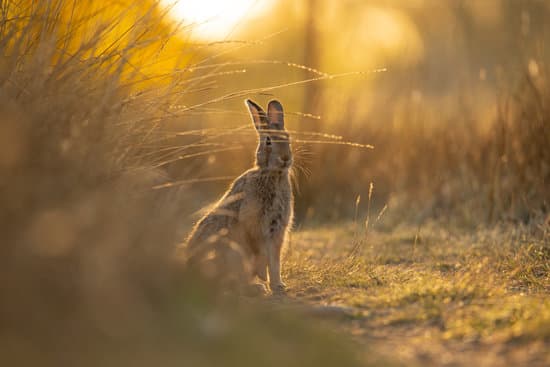 canva rabbit in the field MAES5hrwCdE