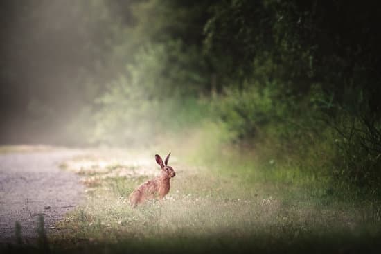 canva rabbit in the forest MADR uNULPY Copy