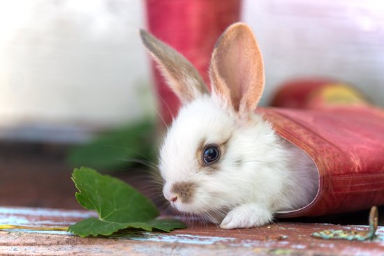 canva rabbit in the garden MADJ0HDLpK8