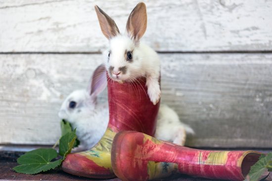 canva rabbit in the garden MADJ0NAaNUM