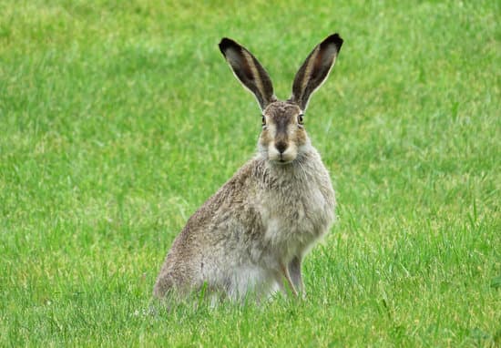 canva rabbit in the grass MADQ5KYkjso Copy