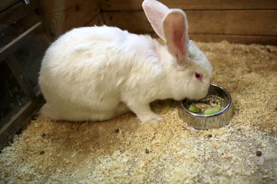 canva rabbit in wooden cage MAEYwU5gk4U