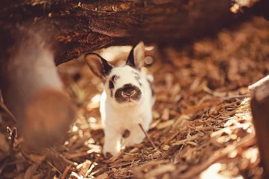 canva rabbit in wooden nest MADb3IaUli4 Copy