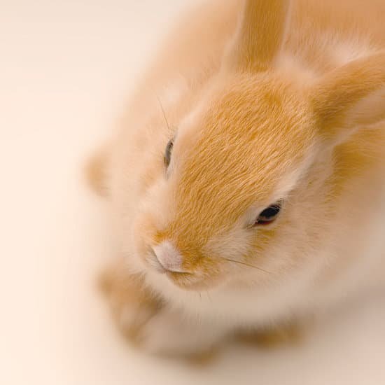 canva rabbit looking straight ahead MAATFKV GQI