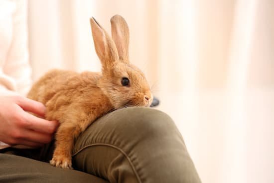 canva rabbit lying on persons lap MAD MZl2Jhg