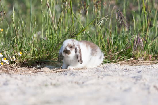 canva rabbit lying on the sand MAC5WjnphhI Copy