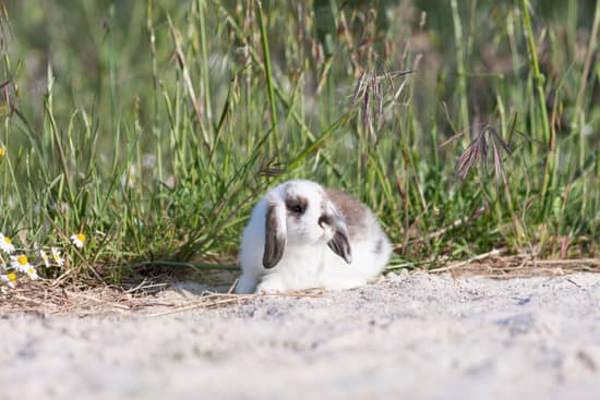 canva rabbit lying on the sand MAC5WvCvX8E