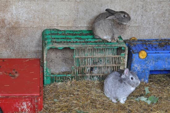 canva rabbit mammal animal MACa Yu3slI Copy