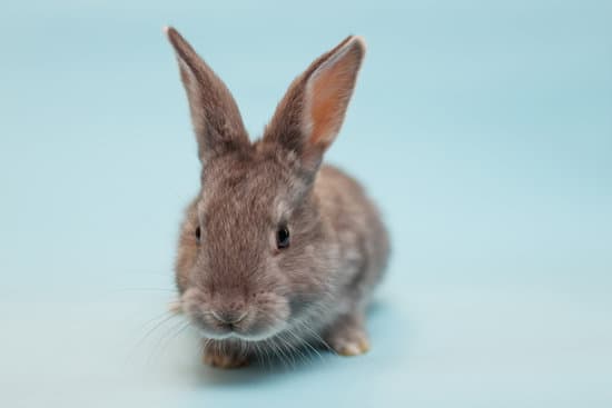 canva rabbit on a blue background MAEdZsVBXa4