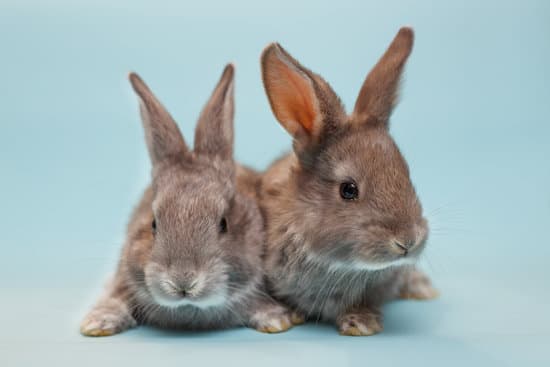 canva rabbit on a blue background MAEdZtHzvzs