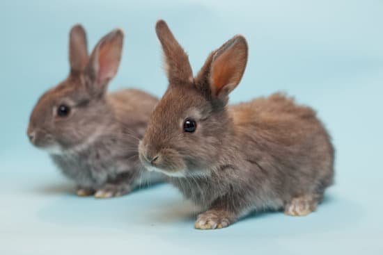 canva rabbit on a blue background MAEdZuszLoU Copy