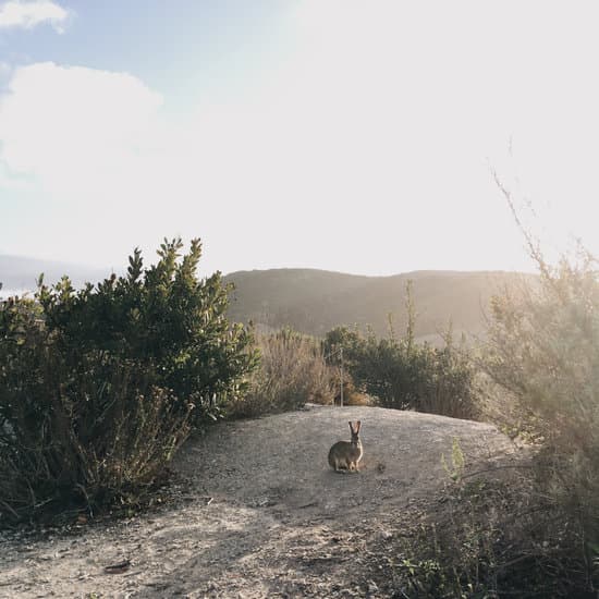 canva rabbit on a hiking trail MADaEvwuUhI