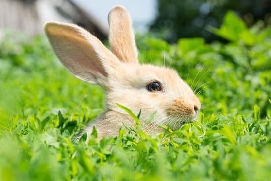canva rabbit on the grass MAC5QMcgRlk