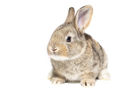 canva rabbit on white background MADZKBmEz00