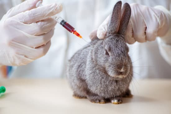 canva rabbit vaccinated in clinic MAC7OvHEsss
