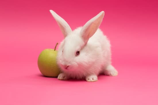 canva rabbit with apple MAD hluOHDs